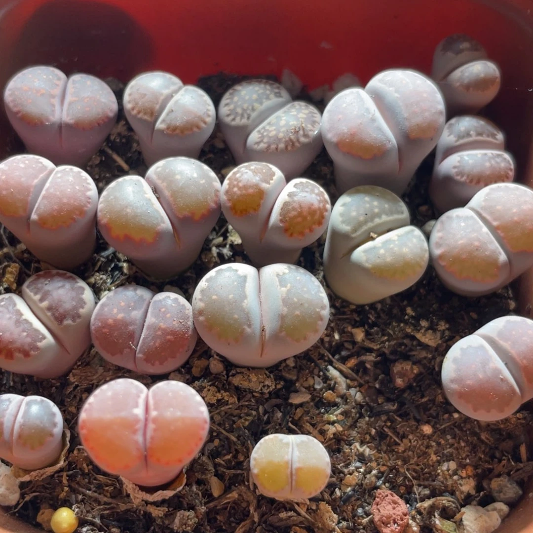 今晚大盆特价更新～12