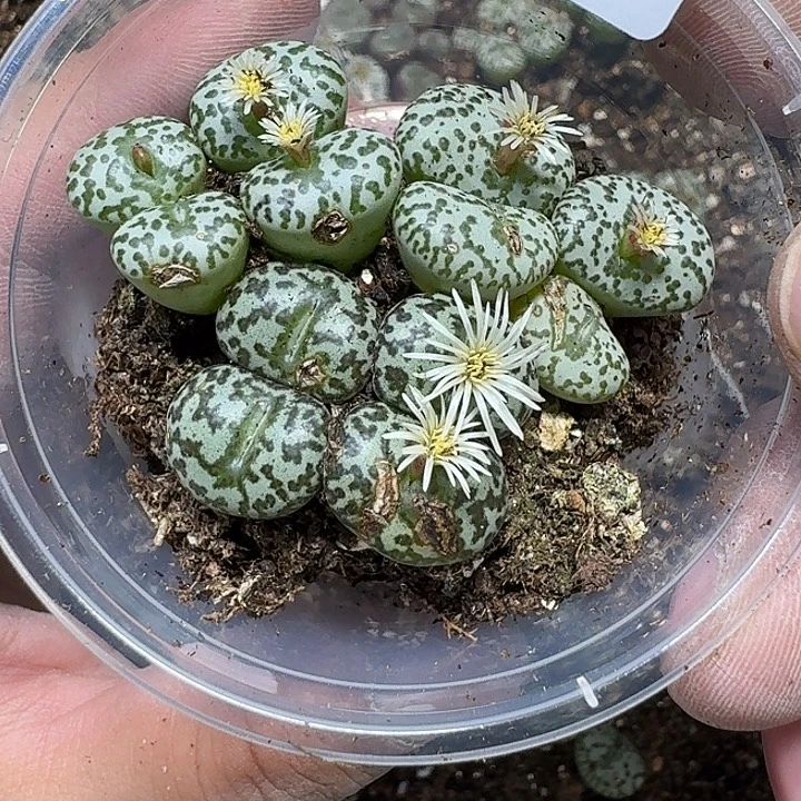 29 多肉植物多肉植物