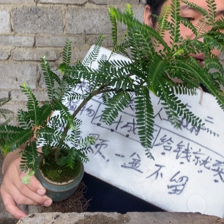 小****退款拉黑一物一拍208