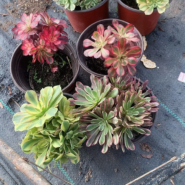 0001法师6棵多肉植物