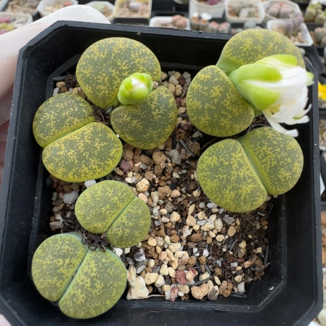 11.10。爱萌绿紫薰生石花。 8068