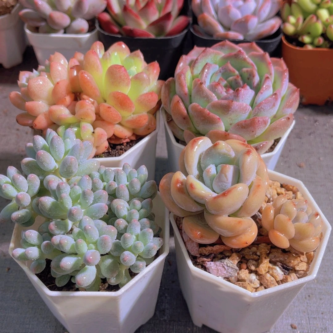 幻梦，阿纳贝尔。婴儿手指，星星雪