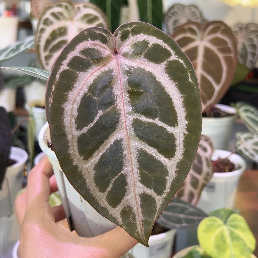 无花朵粉柠檬杂紫水晶W87