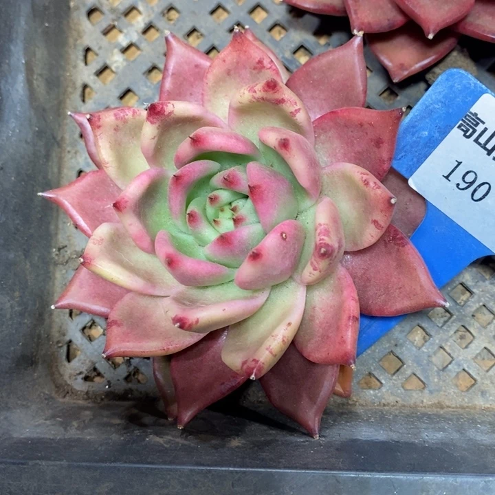 D190- 直播福利 水晶之恋