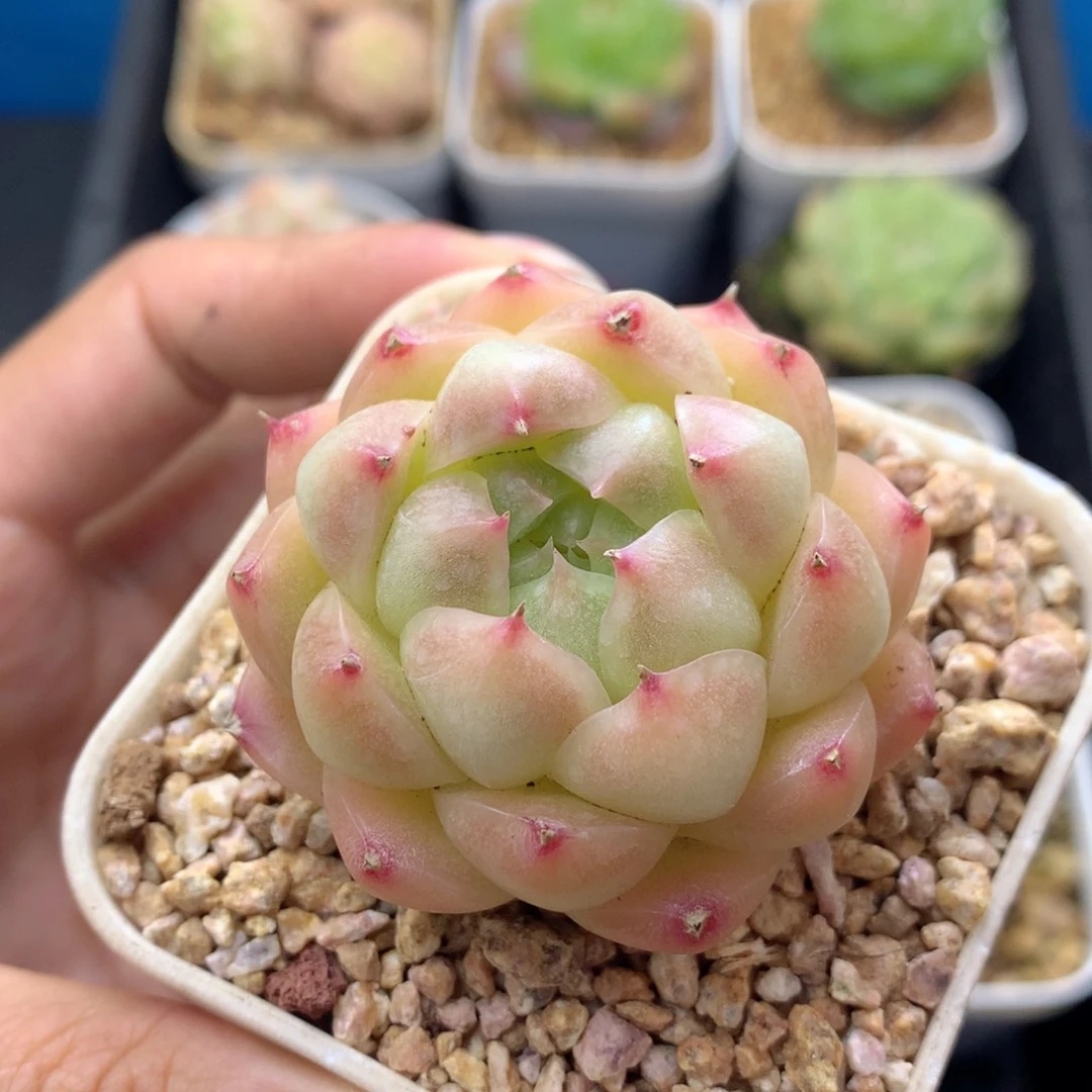 58包邮  群生不包整 17