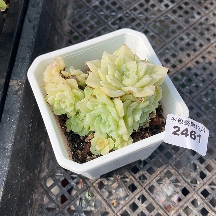 阿雅园艺。      2461白天鹅