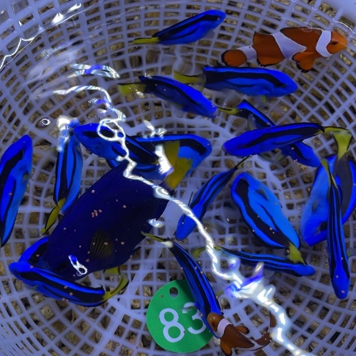 海水鱼蓝调一条顺丰包邮