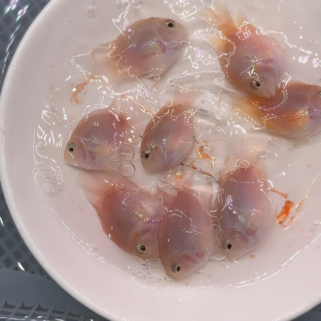 滴***答海水鱼胭脂粉八条装