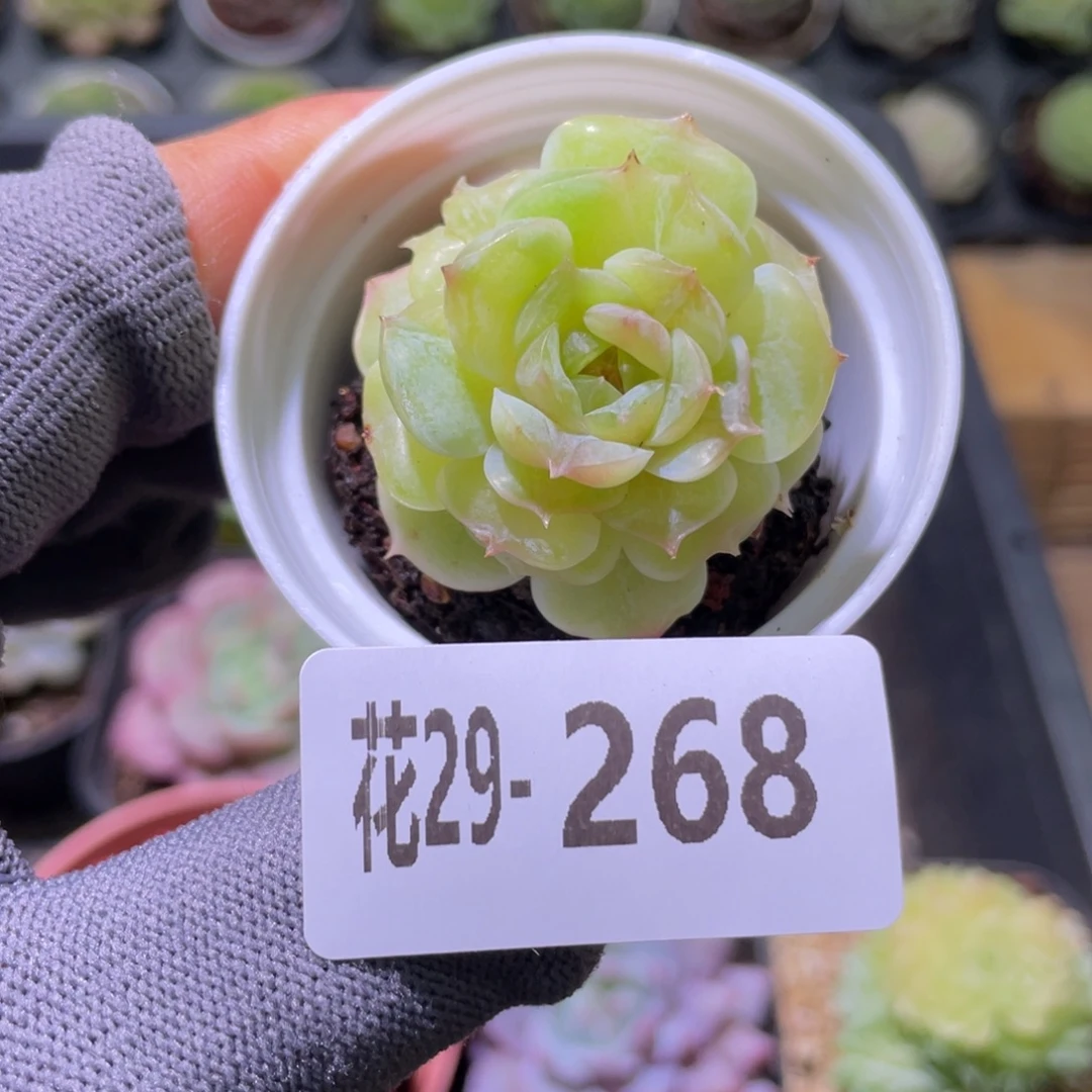 花利美29-268新品