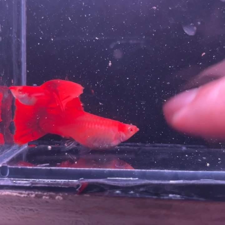孔雀鱼精品血红一对