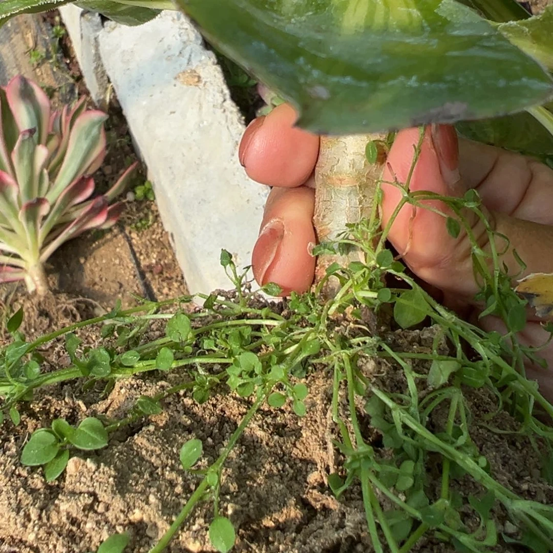 146暴君多肉植物一