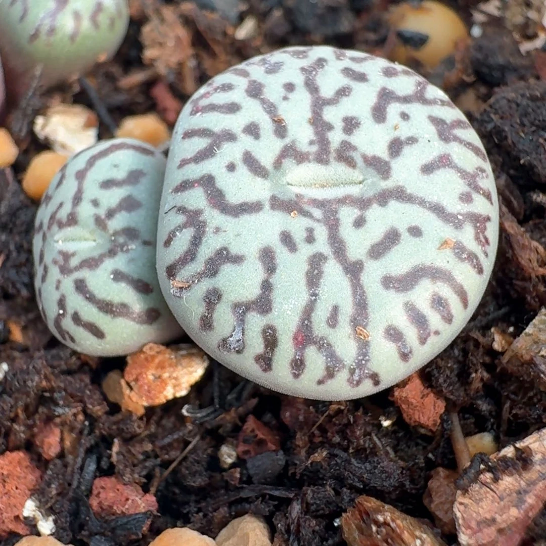 718墨脱土发货0000000000