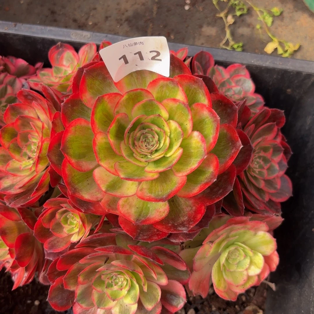 112多肉植物云河