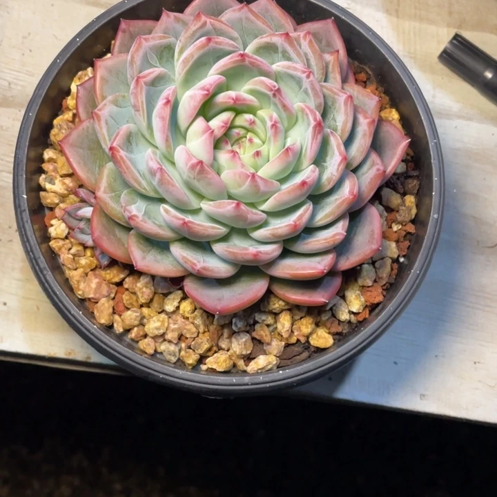 安***素多肉安之若素红鸾