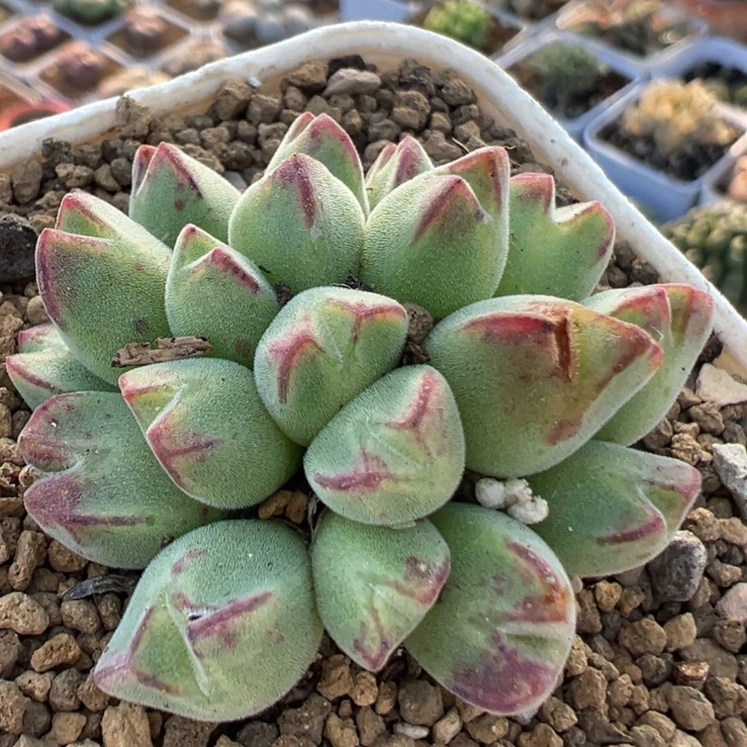 103多肉植物丹尼尔猪蹄