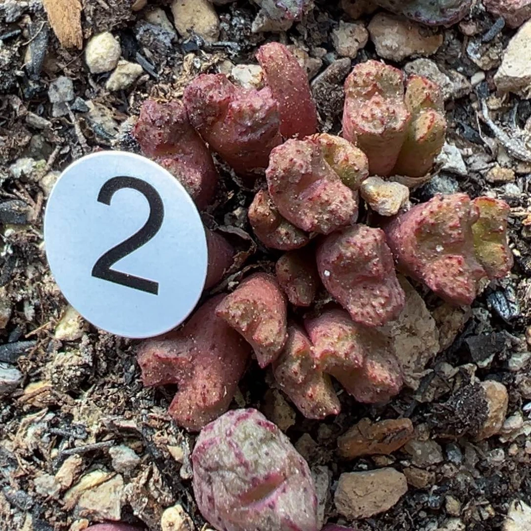 多肉植物11111111111111