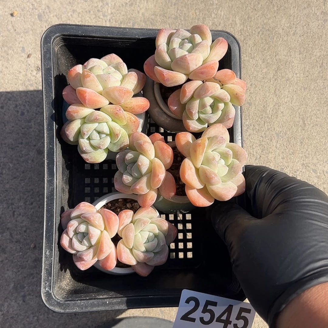 2545，四个双头冰玉带盆发