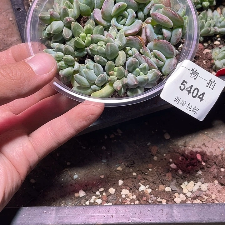 ****:5404多肉植物一物一拍