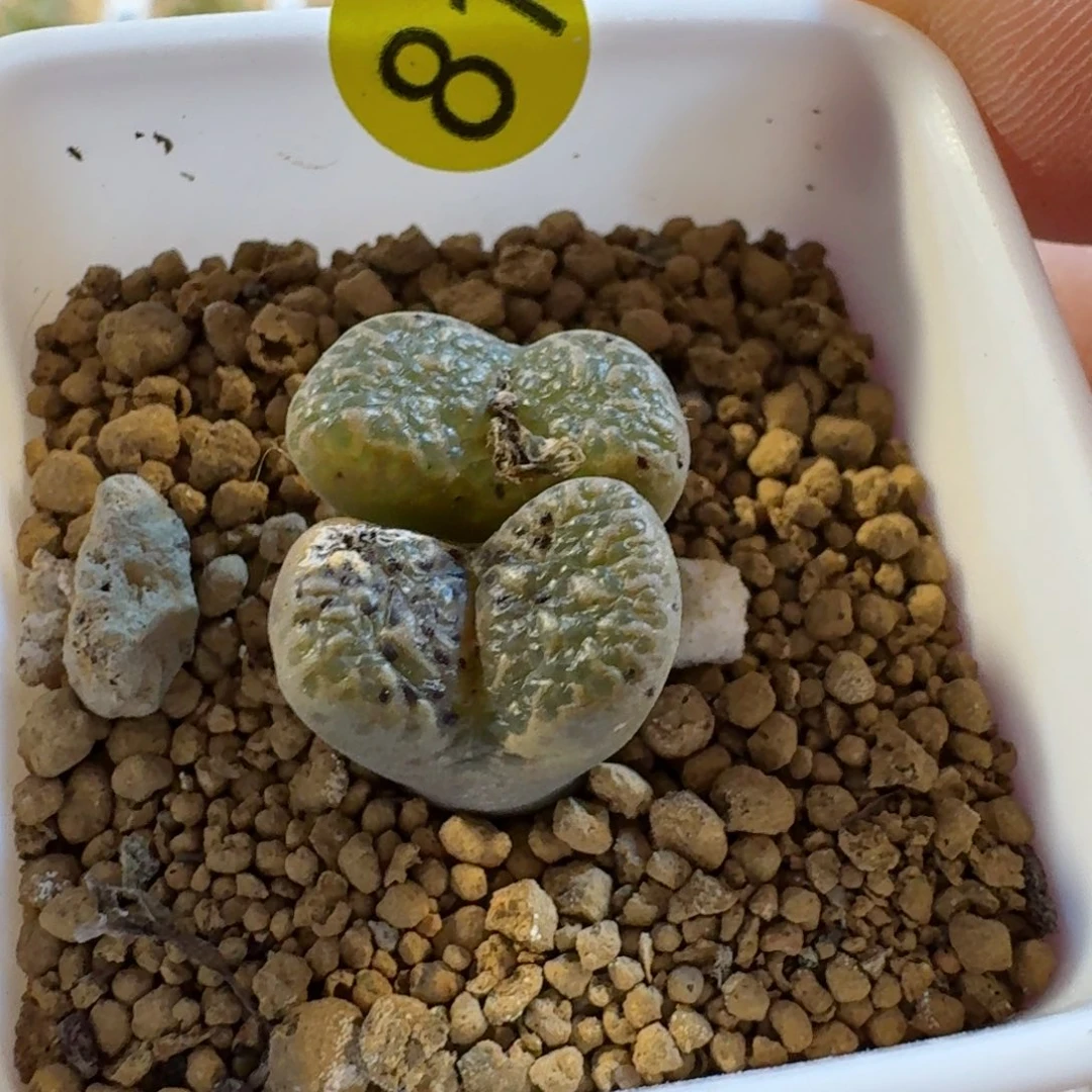 一****吧81........多肉......