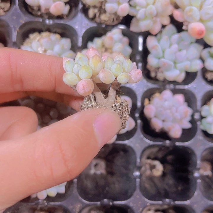 精品明珠满9.9包邮