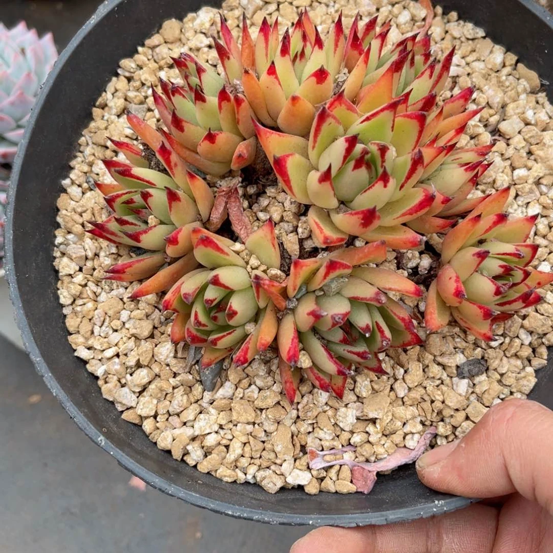 ?**?0042东云多肉植物