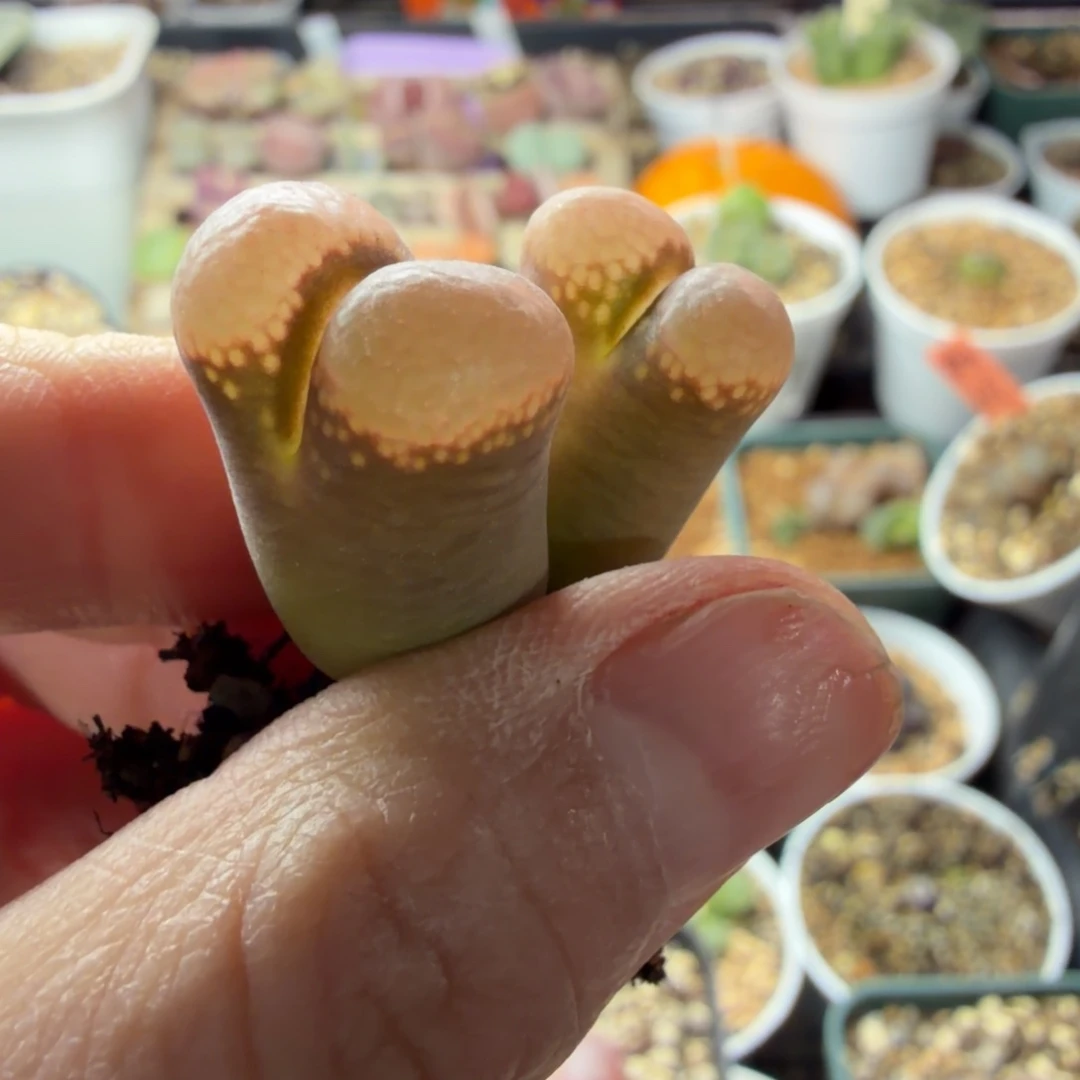 鱼子酱精品双头母本