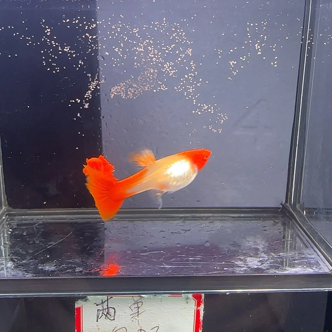 孔雀鱼鸿运当头一对