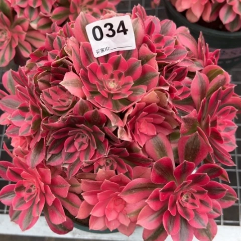 034女巫22厘米左右