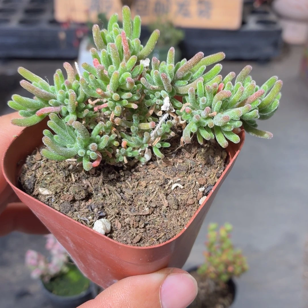 荧光兔子枝干多肉9.9包邮发货