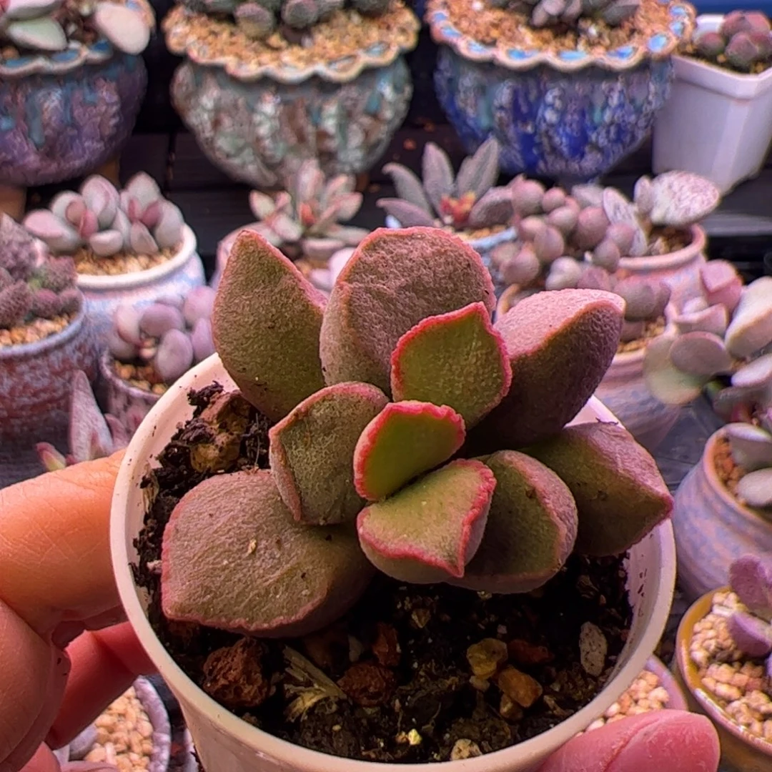 天***跑黛安娜。