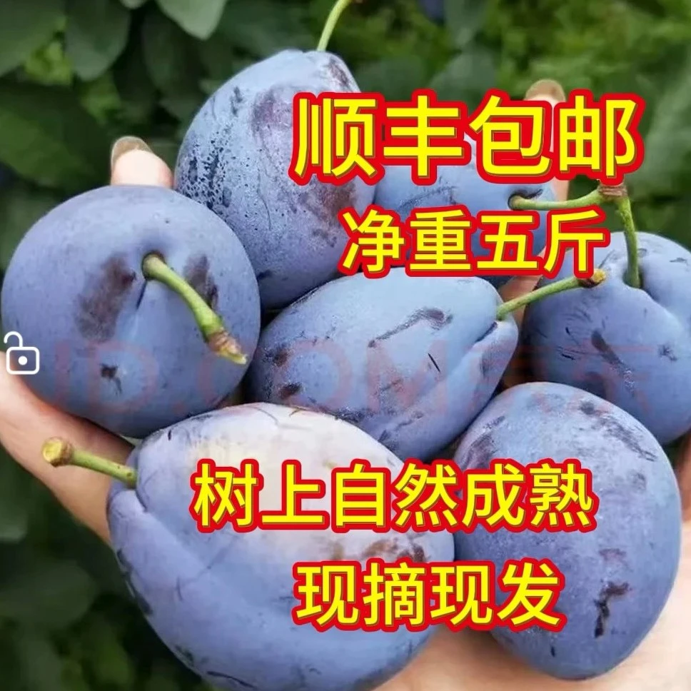 大果甘肃蓝蜜西梅〈农户自家果园〉树上自然成熟(净重五斤)