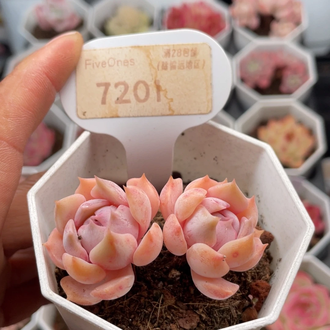 露娜莲7201-5.0厘米