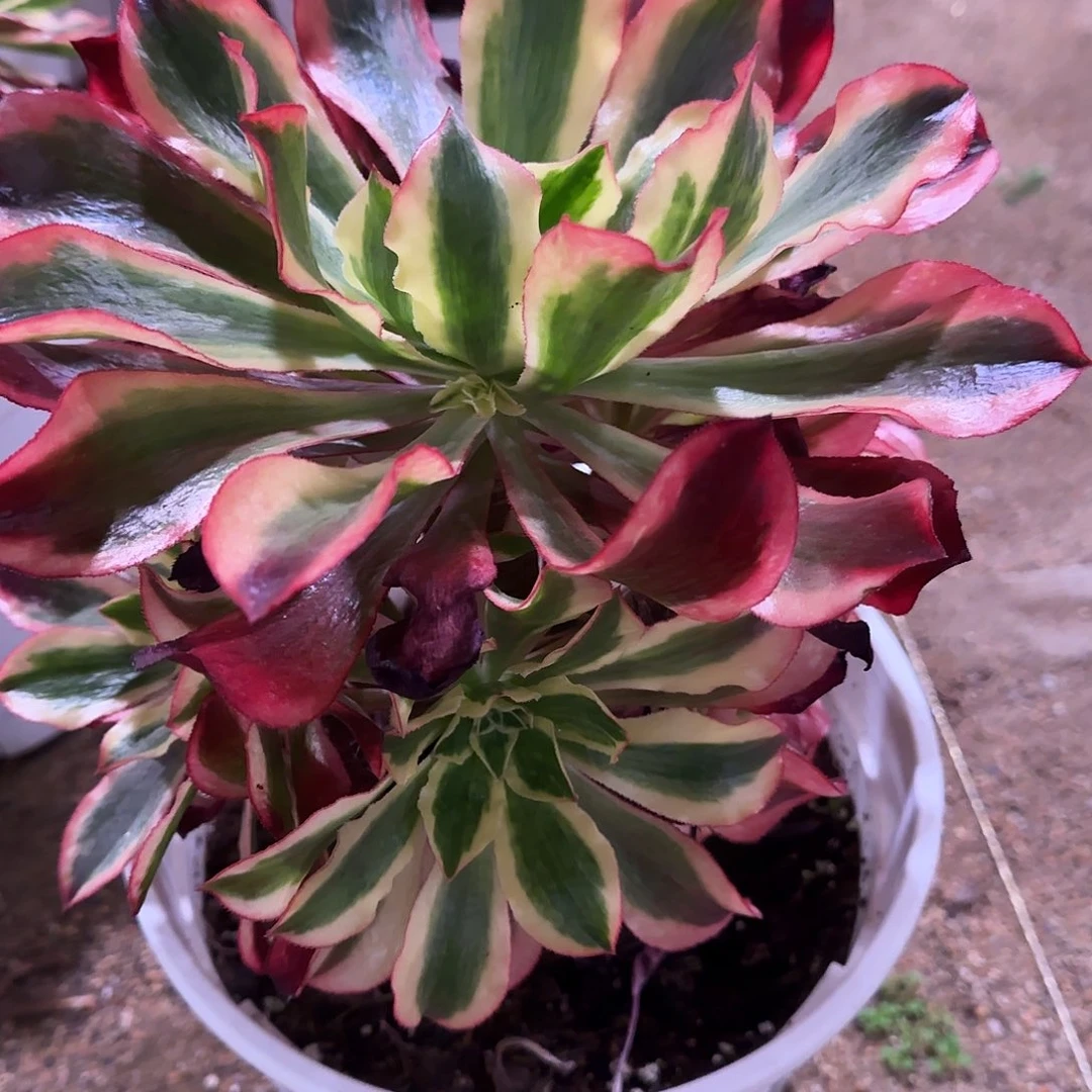 卓***赁多肉植物法师魅影667