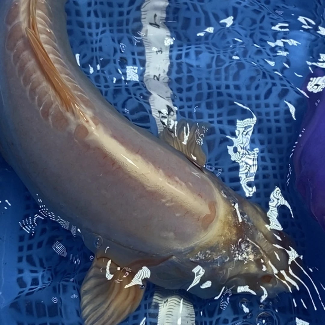 锦鲤冷水锦鲤包邮