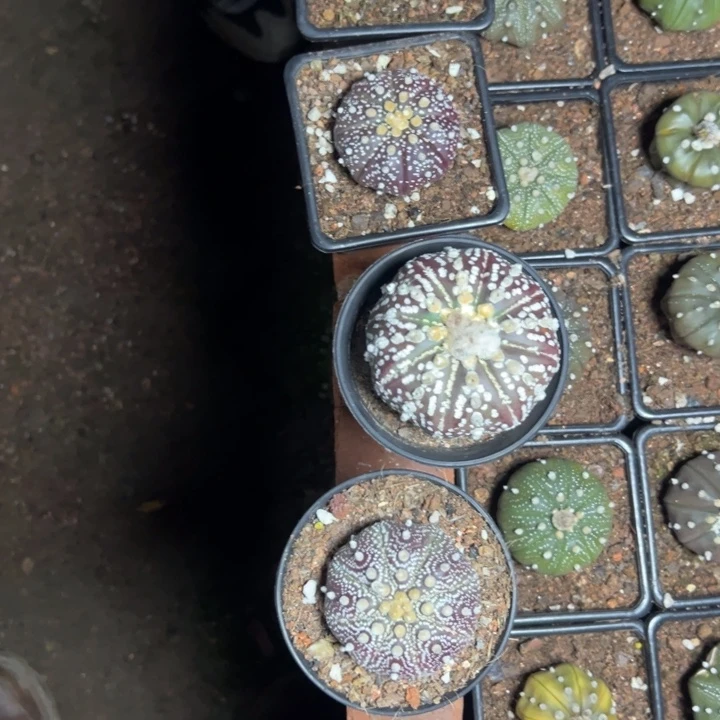 哈**郎444444444444444444