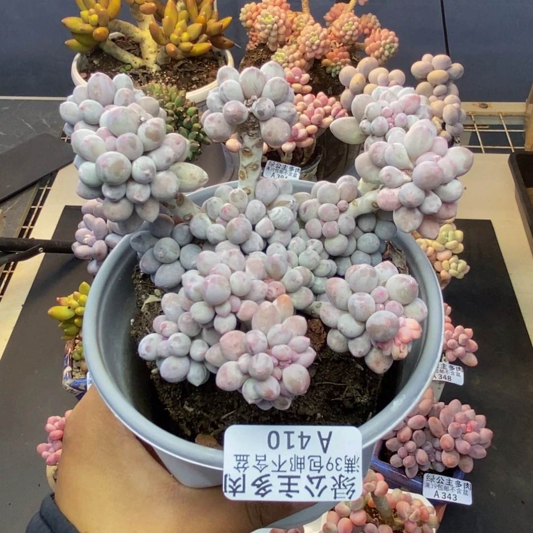 410香水手指奶多肉9cm