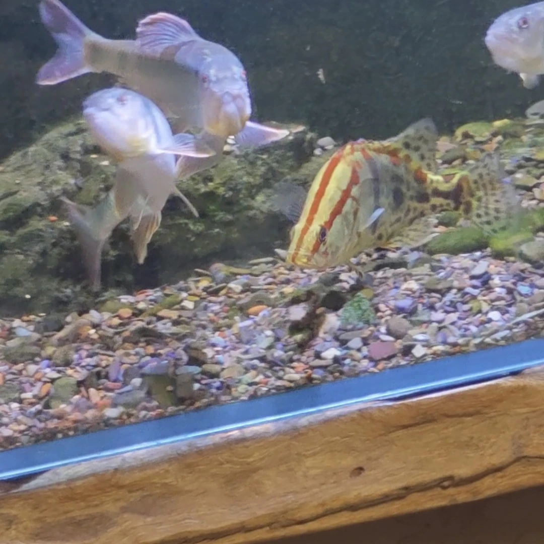 红纹鳜鱼观赏鱼活体淡水养殖凶猛翘嘴桂花鱼可当宠物鱼