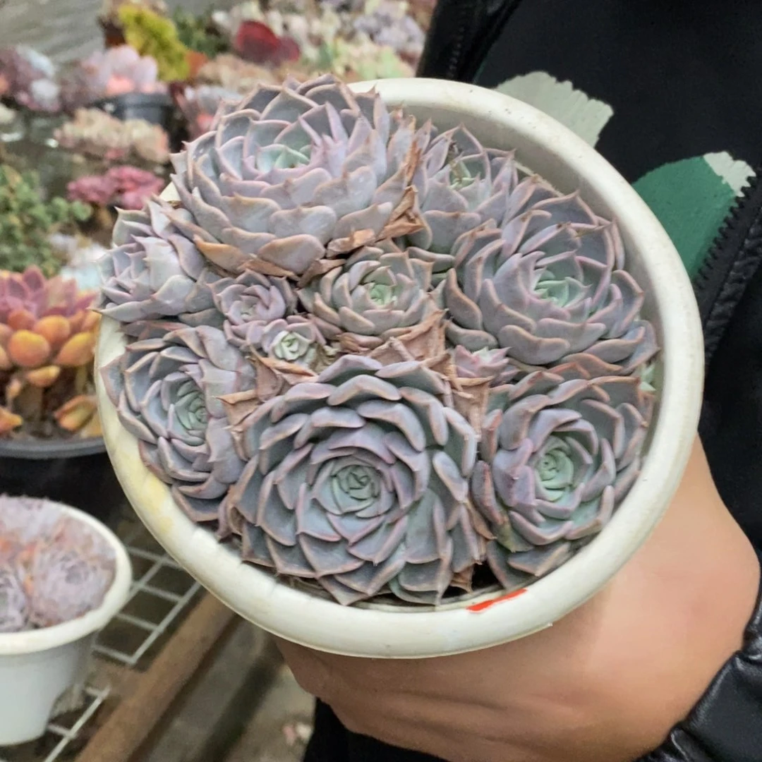 欧版海林娜多头群生老桩