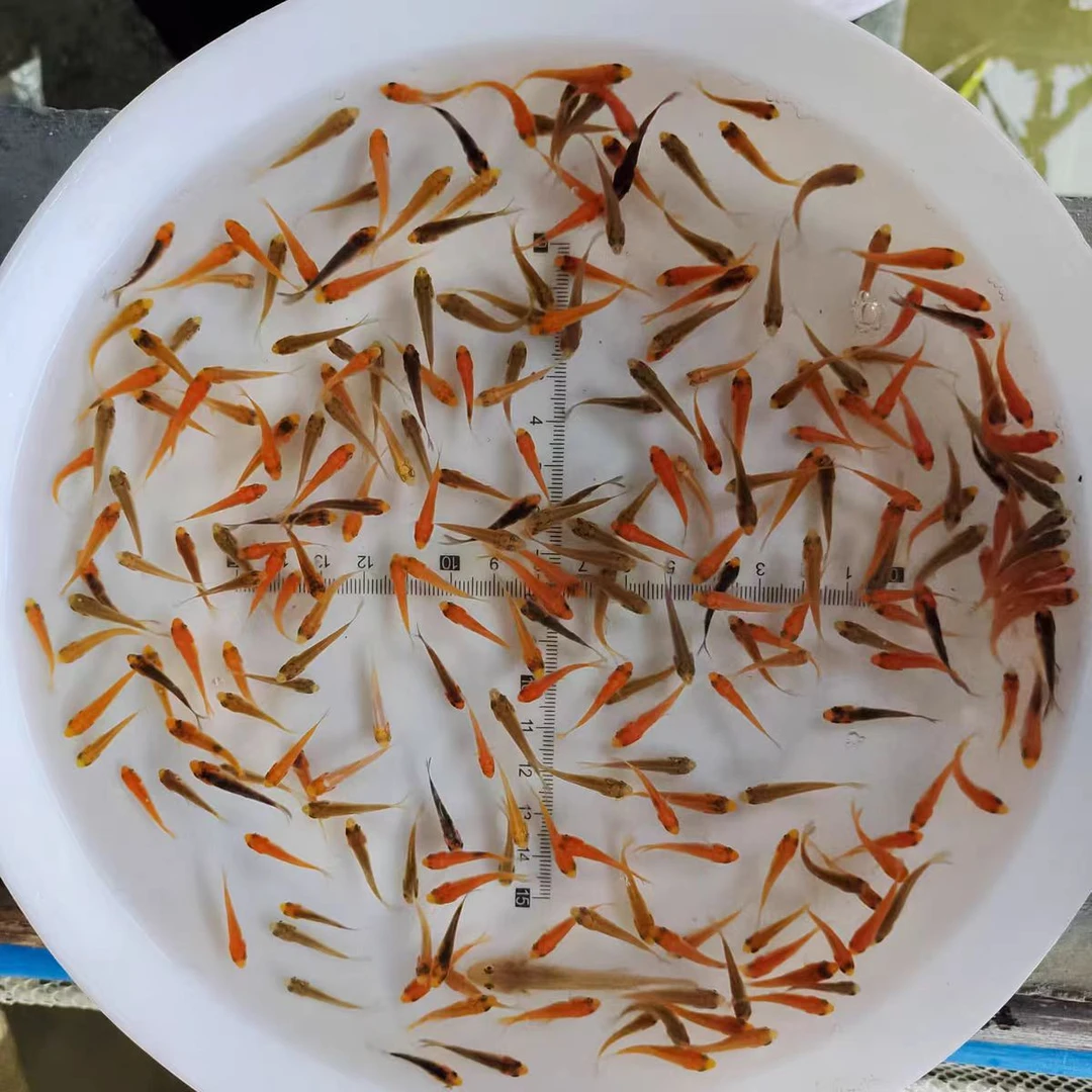 混色小锦鲤冷水鱼鱼缸观赏养殖广东惠州包邮直发