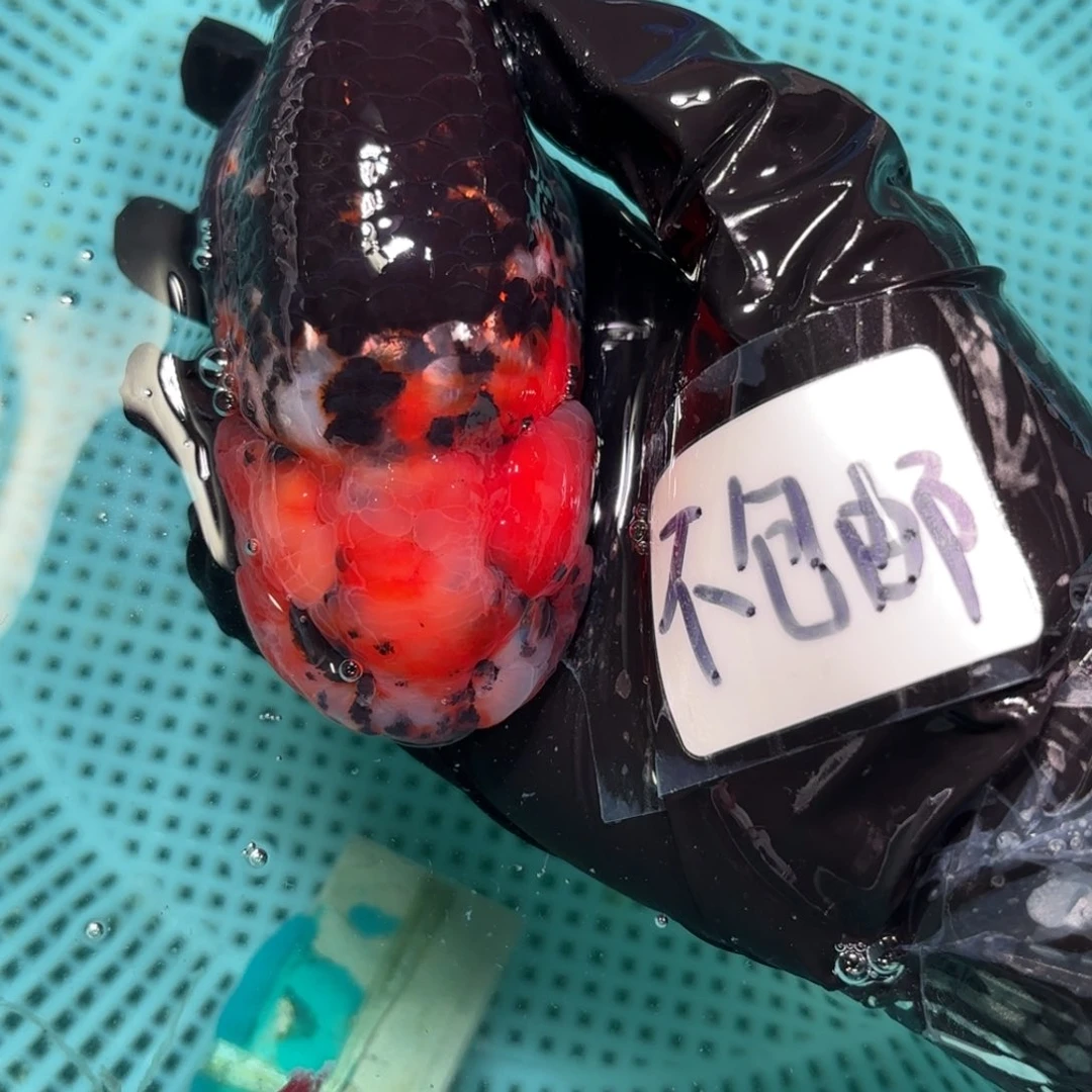 金鱼呀**呀运费自理不包邮