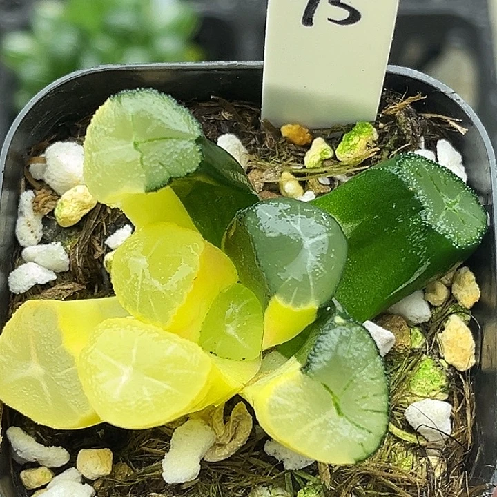 95玉龙万象锦头家多肉十二卷