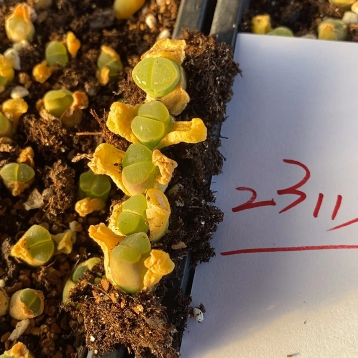 诗*23113一组一组一组