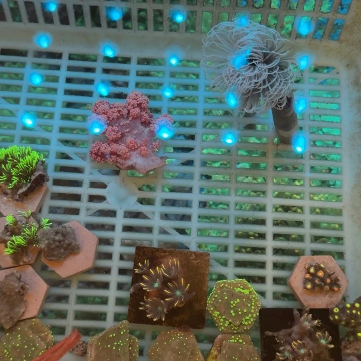 露****奶嘴海葵白色管虫➕水桃花1