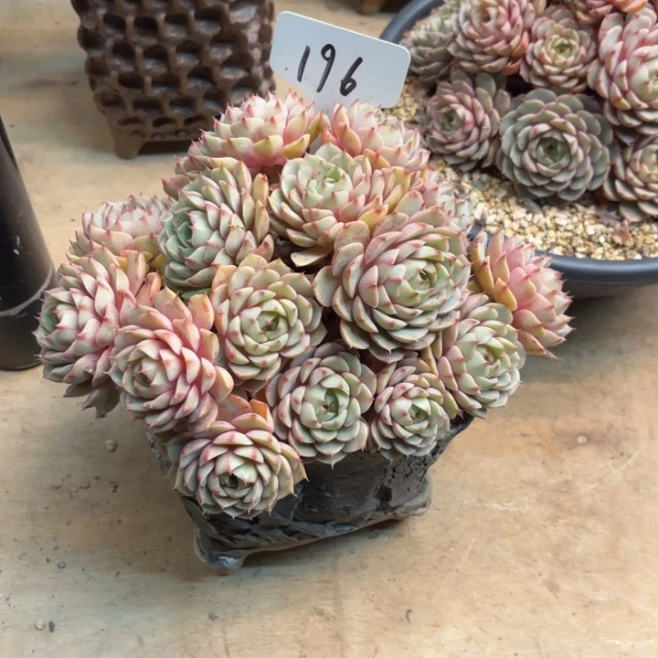 ¿***、多肉植物，笨吧蒂斯196号