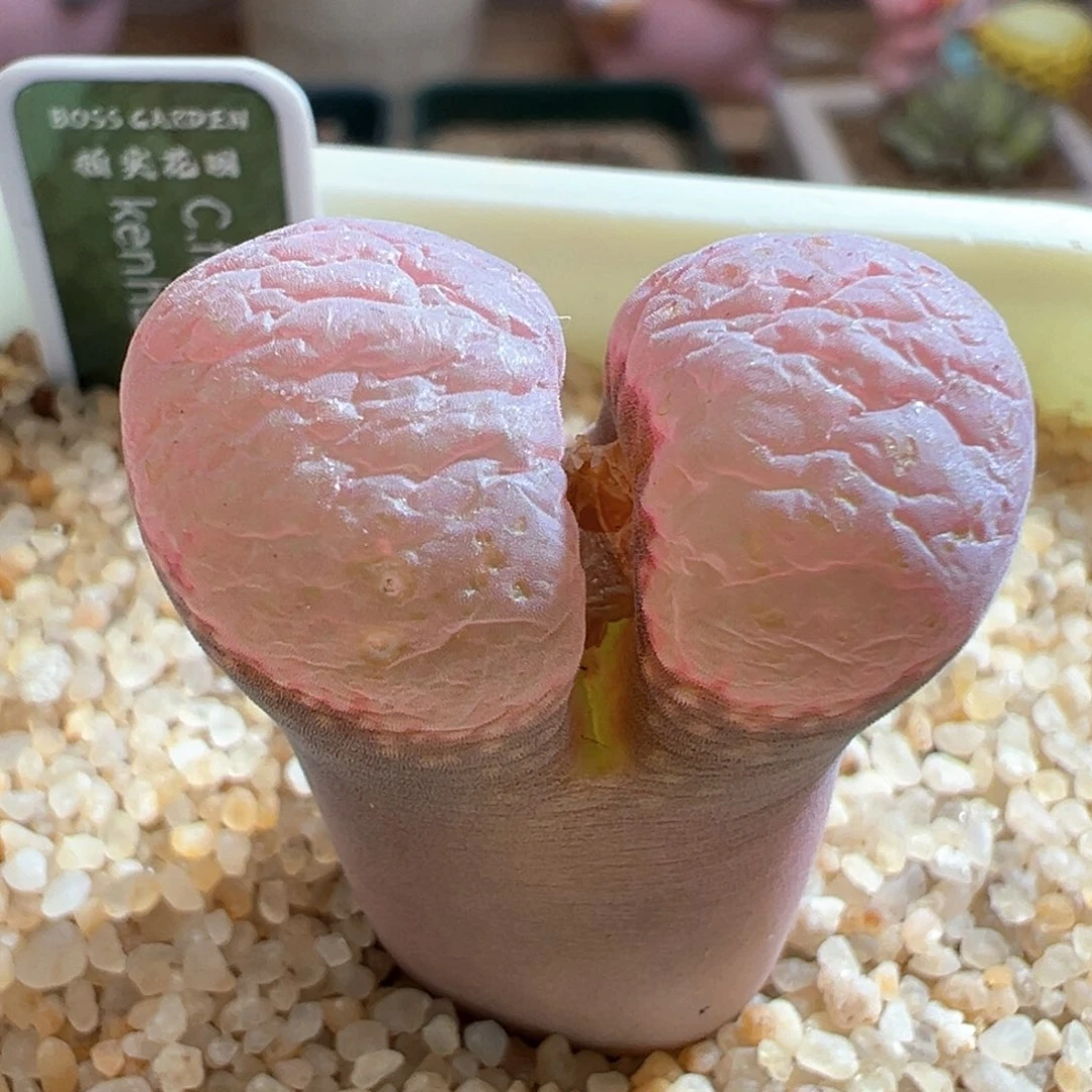 115。青蛙优选SW肯哈德 大母本