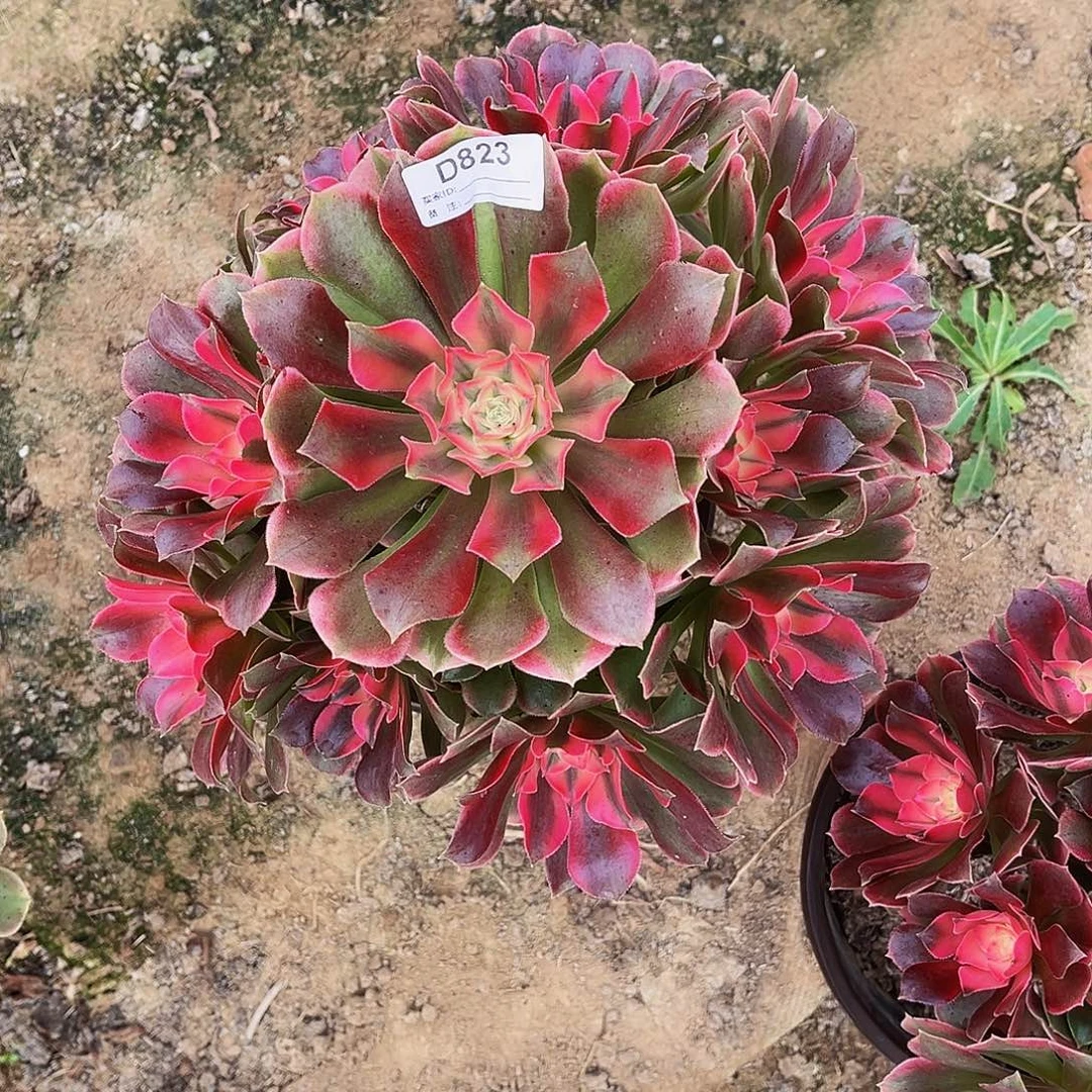 多肉植物823香妃法师