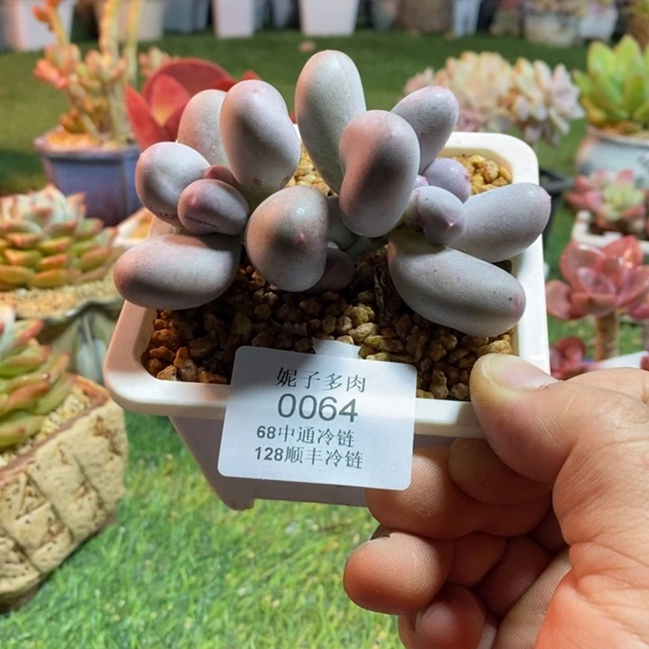0064啊啊啊啊啊啊啊啊啊啊