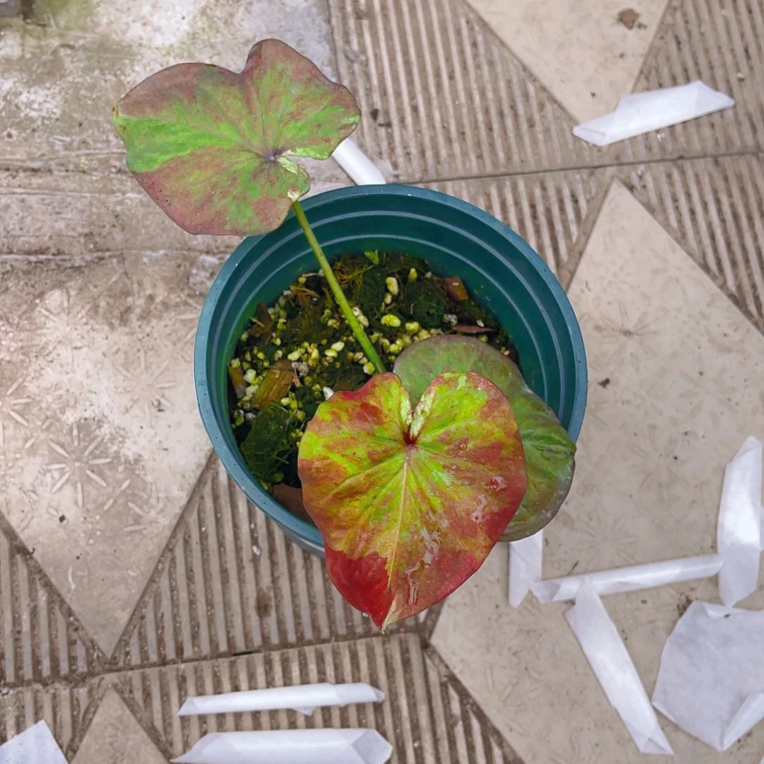 完全开放泰彩一物一拍1697