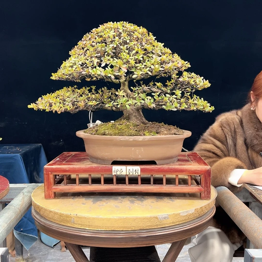 游***詹无花朵杜鹃花的诗作是