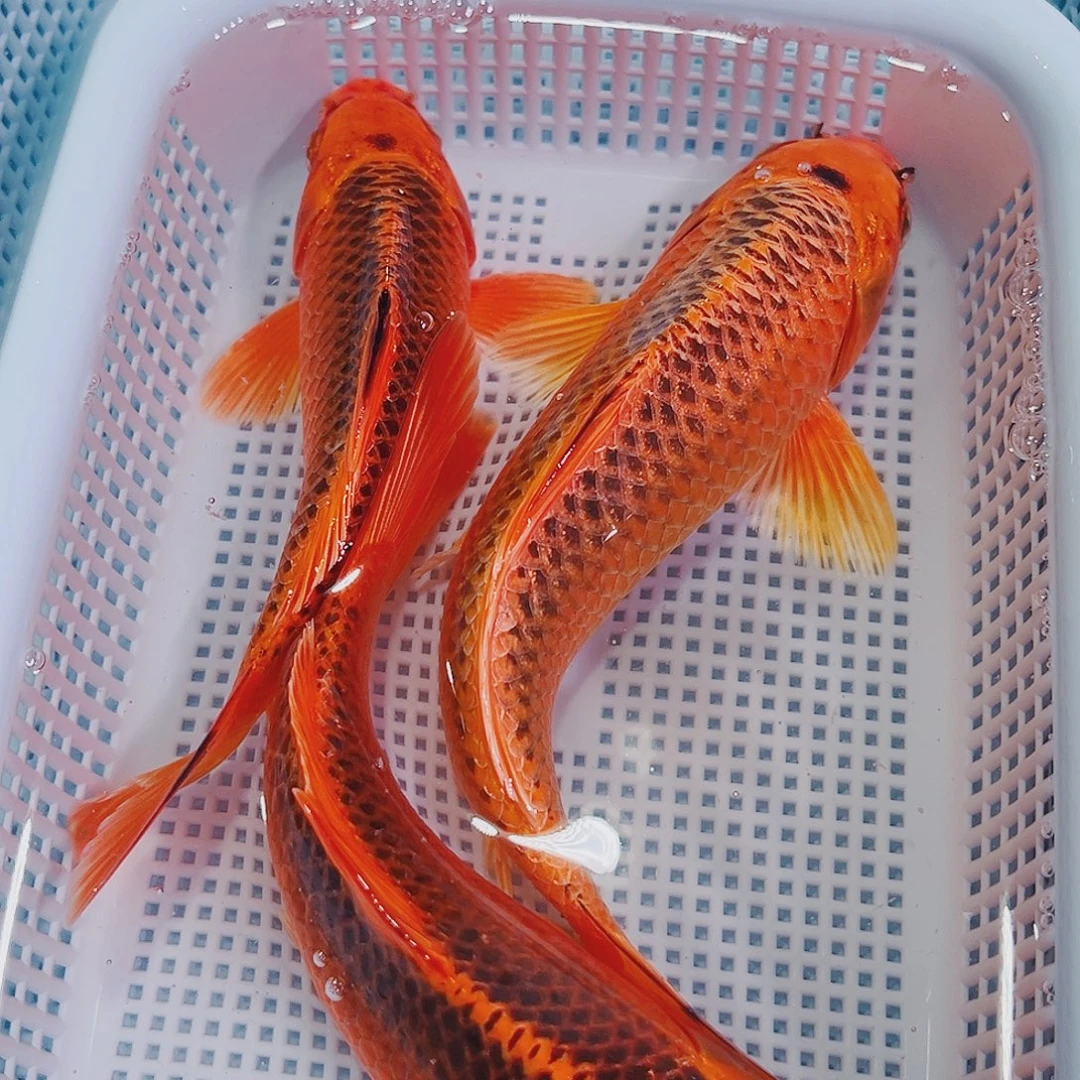 锦鲤锦鲤冷水鱼观赏143